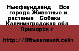 Ньюфаундленд  - Все города Животные и растения » Собаки   . Калининградская обл.,Приморск г.